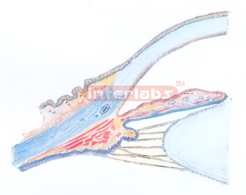 HUMAN HORIZONTAL SECTION IN EYE FRONT